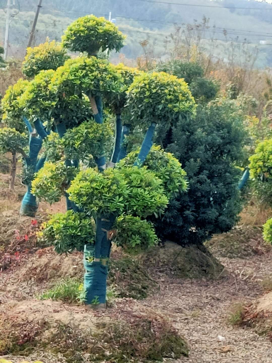 造型杨梅树