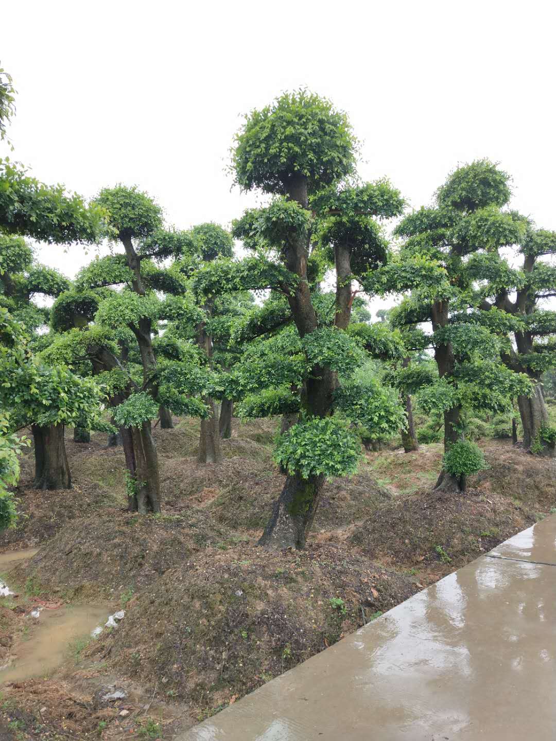 造型榆树